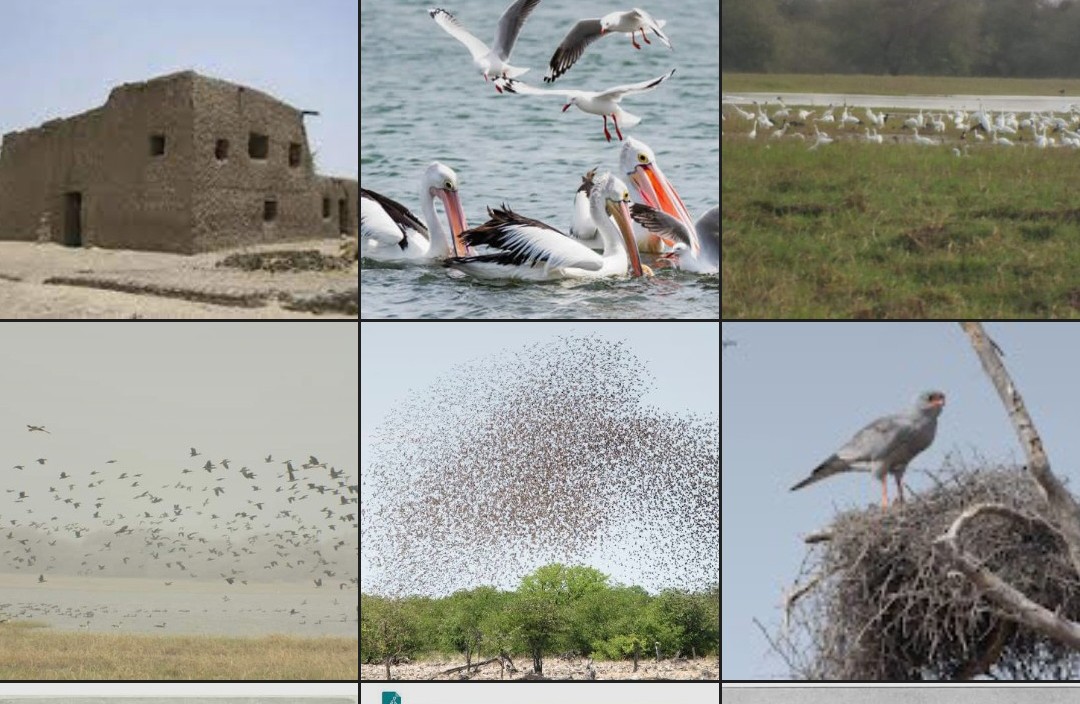 Dagona bird sanctuary